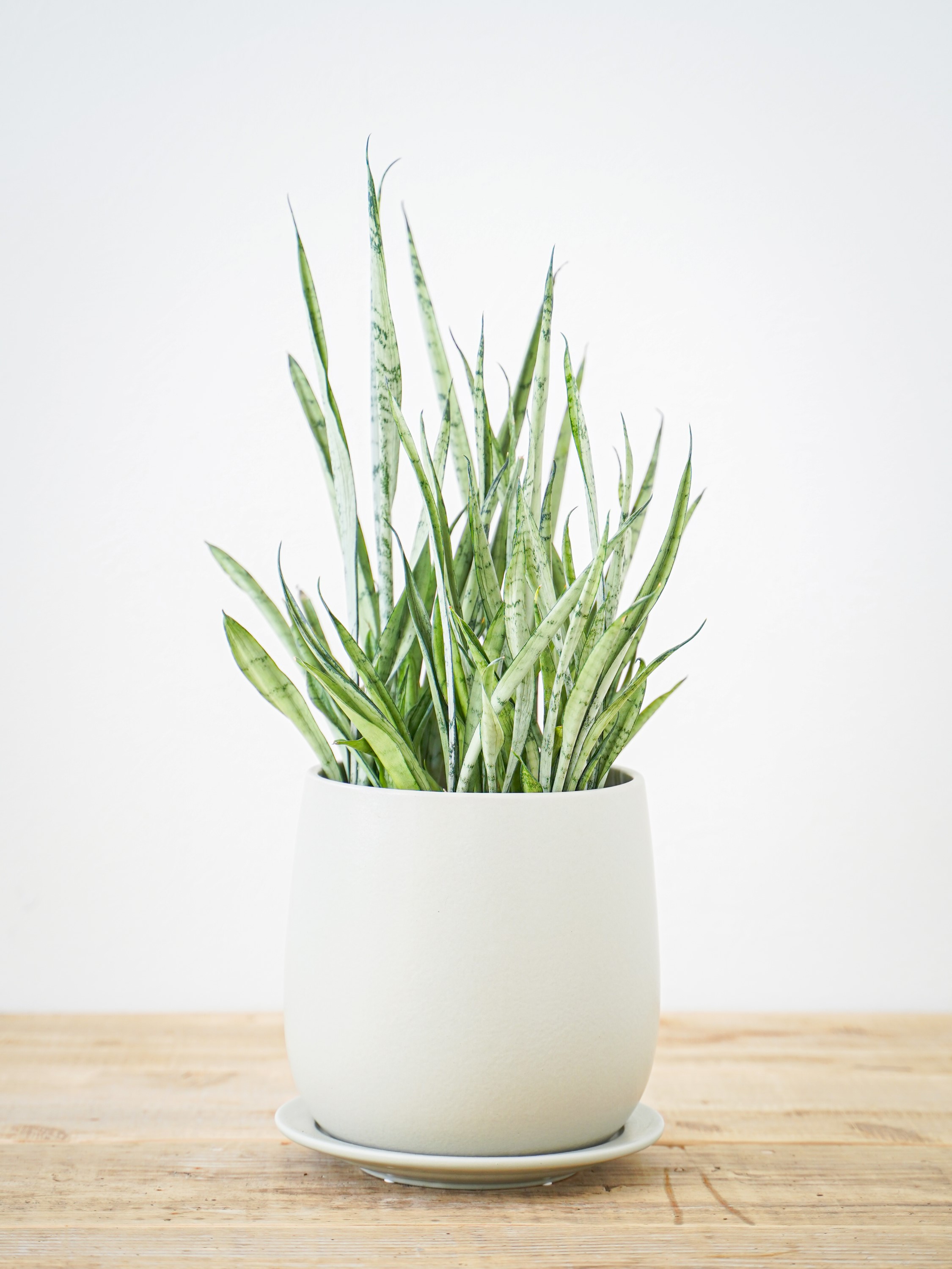 観葉植物の商品一覧 | ハレハナプランツプラスオンラインショップ